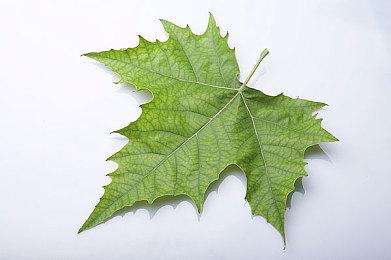 微软为患有色盲的游戏者开发全新色彩校正系统